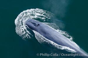 A blue whale's twin blowholes are fully opened as it inhales a breath of air just before diving underwater, Balaenoptera musculus, Redondo Beach, California