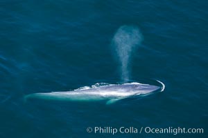 Blue whale, exhaling as it surfaces from a dive, aerial photo.  The blue whale is the largest animal ever to have lived on Earth, exceeding 100' in length and 200 tons in weight, Balaenoptera musculus, Redondo Beach, California