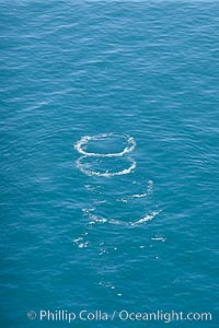 Blue whale footprints, the circular marks left behind on the ocean's surface after a whale has swum by, Balaenoptera musculus