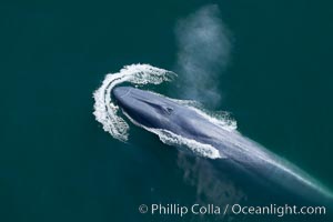 Blue whale, exhaling as it surfaces from a dive, aerial photo. The blue whale is the largest animal ever to have lived on Earth, exceeding 100' in length and 200 tons in weight, Balaenoptera musculus, Redondo Beach, California