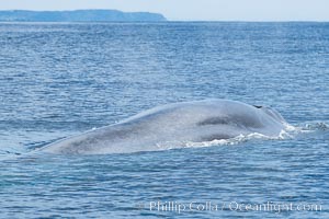 Blue whale, Balaenoptera Musculus, Southern California, Balaenoptera musculus, San Diego