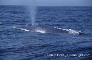 Blue whale surfacing,  Baja California (Mexico), Balaenoptera musculus
