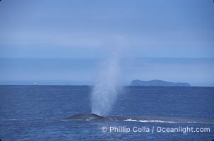 Blue whale surfacing, Isla Coronado del Norte in background,  Baja California (Mexico), Balaenoptera musculus, Coronado Islands (Islas Coronado)