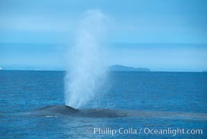 Blue whale surfacing, Isla Coronado del Norte in background,  Baja California (Mexico), Balaenoptera musculus, Coronado Islands (Islas Coronado)