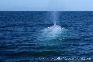 An enormous blue whale is stretched out at the surface, resting, breathing and slowly swimming, during a break between feeding dives. Open ocean offshore of San Diego, Balaenoptera musculus