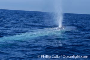 An enormous blue whale is stretched out at the surface, resting, breathing and slowly swimming, during a break between feeding dives. Open ocean offshore of San Diego, Balaenoptera musculus