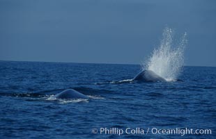 Two blue whales round out together just before synchronously diving for food, one of them making a splash with its rostrom as it does so.  Open ocean near San Diego, Balaenoptera musculus