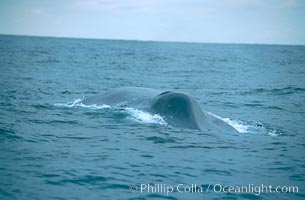 Blue whale, approaching showing blowhole splashguard, Balaenoptera musculus