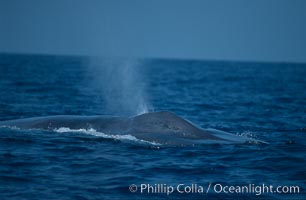 Blue whale, exhaling, note splashguard foreward of blowholes, Baja California, Balaenoptera musculus