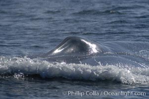 The splashguard of this approaching blue whale (Balaenoptera musculus) pushes water aside so that it can open its blowholes  (which are just behind the splashguard) to breathe.