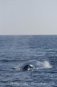 The splashguard of this approaching blue whale pushes water aside so that it can open its blowholes  (which are just behind the splashguard) to breathe.  Open ocean offshore of San Diego, Balaenoptera musculus