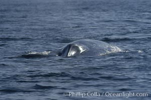 The splashguard of this approaching blue whale pushes water aside so that it can open its blowholes  (which are just behind the splashguard) to breathe.  Open ocean offshore of San Diego, Balaenoptera musculus