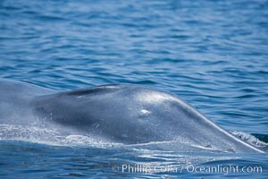 Blue whale, closeup view of splashguard that surrounds the blowhole, Balaenoptera musculus, San Diego, California