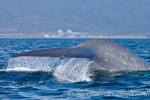 A blue whale flukes up (raises its tail) as it prepares to dive underwater, with the San Onofre nuclear power plant in the background.