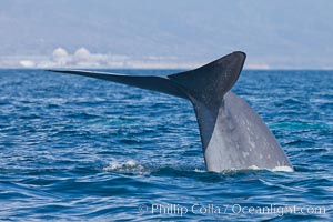 Blue whale and San Onofre Nuclear Power generating station, raising fluke prior to diving for food, fluking up, lifting tail as it swims in the open ocean foraging for food, Balaenoptera musculus, Dana Point, California