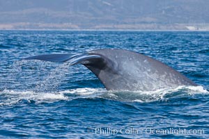 Blue whale and San Onofre Nuclear Power generating station, raising fluke prior to diving for food, fluking up, lifting tail as it swims in the open ocean foraging for food, Balaenoptera musculus, Dana Point, California
