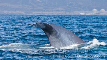 Blue whale and San Onofre Nuclear Power generating station, raising fluke prior to diving for food, fluking up, lifting tail as it swims in the open ocean foraging for food, Balaenoptera musculus, Dana Point, California