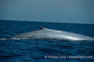 Blue whale, Balaenoptera musculus