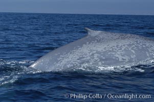 An enormous blue whale rounds out (hunches up its back) before diving.  Note the distinctive mottled skin pattern and small, falcate dorsal fin. Open ocean offshore of San Diego, Balaenoptera musculus