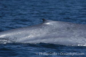 An enormous blue whale rounds out (hunches up its back) before diving.  Note the distinctive mottled skin pattern and small, falcate dorsal fin. Open ocean offshore of San Diego, Balaenoptera musculus