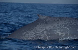 An enormous blue whale rounds out (hunches up its back) before diving.  Note the distinctive mottled skin pattern and small, falcate dorsal fin. Open ocean offshore of San Diego, Balaenoptera musculus