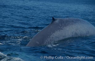 An enormous blue whale rounds out (hunches up its back) before diving.  Note the distinctive mottled skin pattern and small, falcate dorsal fin. Open ocean offshore of San Diego, Balaenoptera musculus