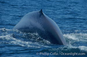 Blue whale rounding out before diving, showing dorsal ridge, distinctive mottled skin pattern and small, falcate dorsal fin. Open ocean offshore of San Diego.  Balaenoptera musculus.