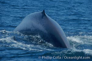 An enormous blue whale rounds out (hunches up its back) before diving.  Note the distinctive mottled skin pattern and small, falcate dorsal fin. Open ocean offshore of San Diego, Balaenoptera musculus