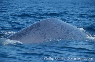 An enormous blue whale rounds out (hunches up its back) before diving.  Note the distinctive mottled skin pattern. Open ocean offshore of San Diego, Balaenoptera musculus