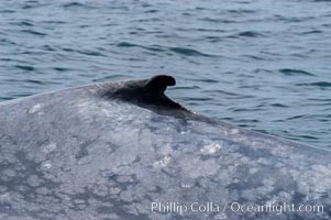 The characteristic falcate (rounded) dorsal fin and gray/blue mottled skin pattern of a blue whale.  The blue whale is the largest animal on earth, reaching 80 feet in length and weighing as much as 300,000 pounds.  Near Islas Coronado (Coronado Islands), Balaenoptera musculus, Coronado Islands (Islas Coronado)
