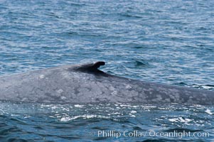 The characteristic falcate (rounded) dorsal fin and gray/blue mottled skin pattern of a blue whale.  The blue whale is the largest animal on earth, reaching 80 feet in length and weighing as much as 300,000 pounds.  Near Islas Coronado (Coronado Islands), Balaenoptera musculus, Coronado Islands (Islas Coronado)