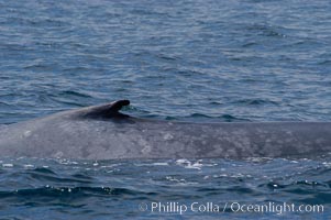 The characteristic falcate (rounded) dorsal fin and gray/blue mottled skin pattern of a blue whale.  The blue whale is the largest animal on earth, reaching 80 feet in length and weighing as much as 300,000 pounds.  Near Islas Coronado (Coronado Islands), Balaenoptera musculus, Coronado Islands (Islas Coronado)