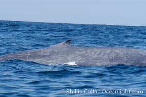 The characteristic falcate (rounded) dorsal fin and gray/blue mottled skin pattern of a blue whale.  The blue whale is the largest animal on earth, reaching 80 feet in length and weighing as much as 300,000 pounds.  Near Islas Coronado (Coronado Islands), Balaenoptera musculus, Coronado Islands (Islas Coronado)