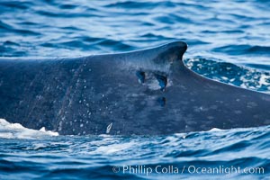 Blue whale, dorsal fin with remora hanging off, Balaenoptera musculus, San Diego, California