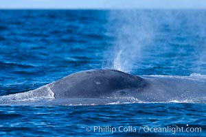 A blue whale exhales. The blow, or spout, of a blue whale can reach 30 feet into the air. The blue whale is the largest animal ever to live on earth, La Jolla, California