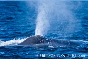 A blue whale exhales. The blow, or spout, of a blue whale can reach 30 feet into the air. The blue whale is the largest animal ever to live on earth, La Jolla, California