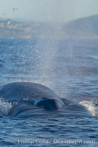 A blue whale exhales. The blow, or spout, of a blue whale can reach 30 feet into the air. The blue whale is the largest animal ever to live on earth, La Jolla, California