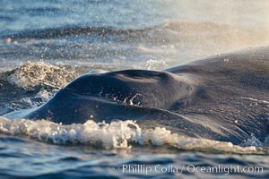 A blue whale exhales. The blow, or spout, of a blue whale can reach 30 feet into the air. The blue whale is the largest animal ever to live on earth, La Jolla, California