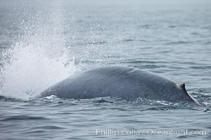 Blue whale exhaling in a blast as it dives underwater in the Santa Barbara Channel, Balaenoptera musculus, Santa Rosa Island, California