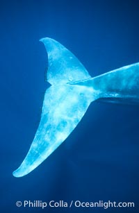 Blue whale fluke trailing copepods, Balaenoptera musculus