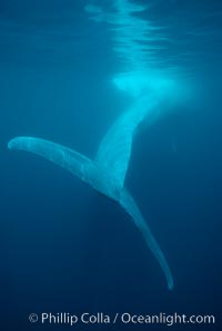 Underwater photo of a blue whale fluke, the powerful tail that propels the huge whale through the open ocean.  The caudal muscles that power the fluke up and down are the most powerful muscles in the animal kingdom. Balaenoptera musculus.
