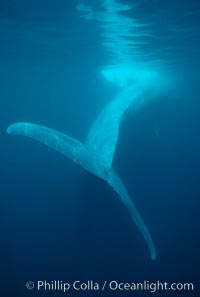 Blue whale fluke, powerful tail that propels the huge whale through the open ocean, Balaenoptera musculus