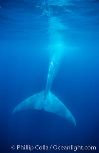 Blue whale fluke, powerful tail that propels the huge whale through the open ocean, Balaenoptera musculus