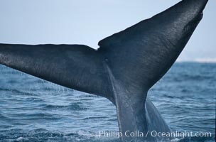 Blue whale, caudal stem, fluke with median notch. Balaenoptera musculus.