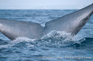Blue whale, fluke, tail with median notch, lifting tail before diving in the open ocean, Balaenoptera musculus