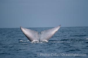 Blue whale, fluke, Balaenoptera musculus