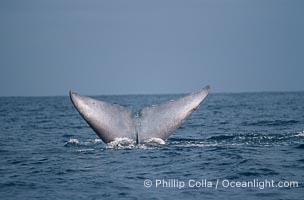 Blue whale, fluke, Balaenoptera musculus