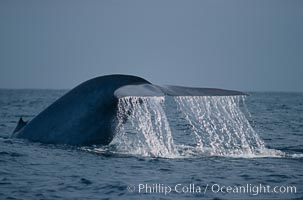 Blue whale, the largest animal ever to inhabit earth, swims through the open ocean, raising fluke (tail) before making a deep dive.