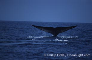 Blue whale, lifting fluke before diving, Baja California, Balaenoptera musculus