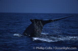 Blue whale, lifting fluke before diving, Baja California, Balaenoptera musculus